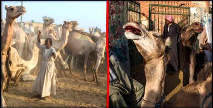 «Все для туристов»: верблюдов бьют палками по яичкам, чтобы шли бодрячком