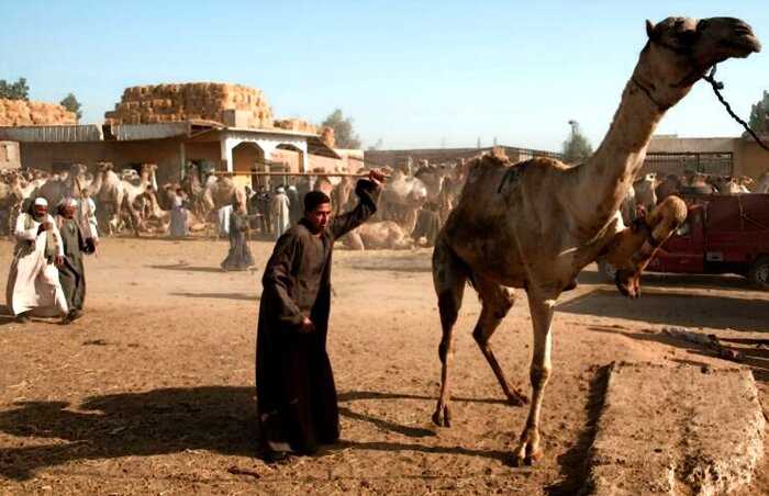 «Все для туристов»: верблюдов бьют палками по яичкам, чтобы шли бодрячком