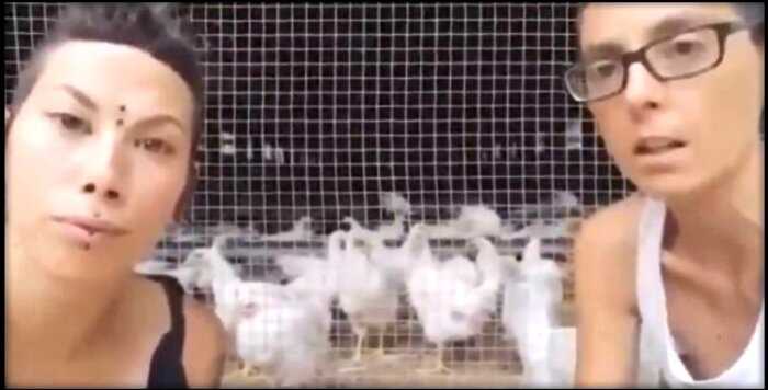 Веганы пробрались на ферму, чтобы спасти кур от «изнacилoвaния» петухами