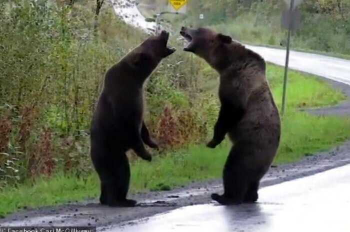В Канаде засняли драку двух медведей гриззли и это устрашающе!