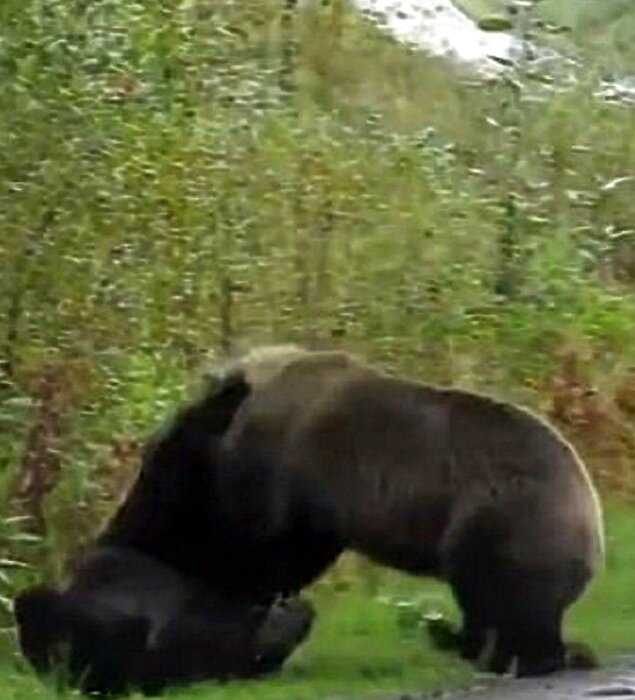 В Канаде засняли драку двух медведей гриззли и это устрашающе!
