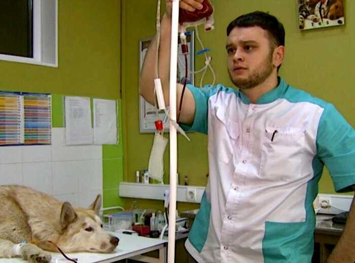 Российскому ветеринару грозит тюрьма за то, что он спасал животных от смерти