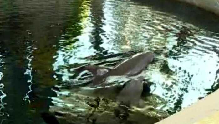 В Болгарии дельфиненок скончался от переутомления прямо во время шоу