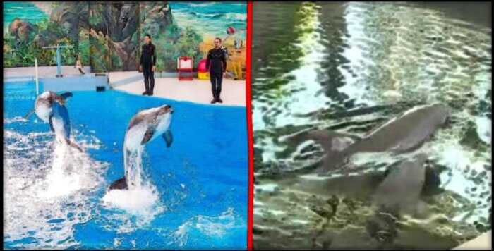 В Болгарии дельфиненок скончался от переутомления прямо во время шоу