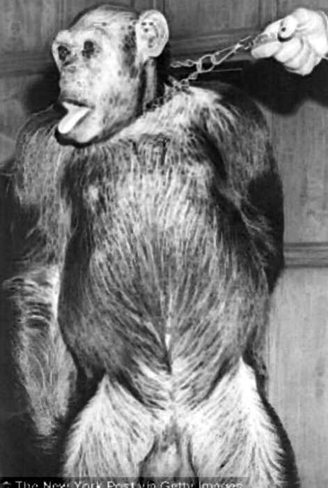 Что стало с гибридом человека и обезьяны, которого создали ученые из США?