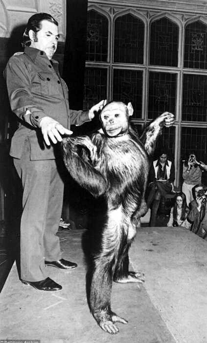 Что стало с гибридом человека и обезьяны, которого создали ученые из США?