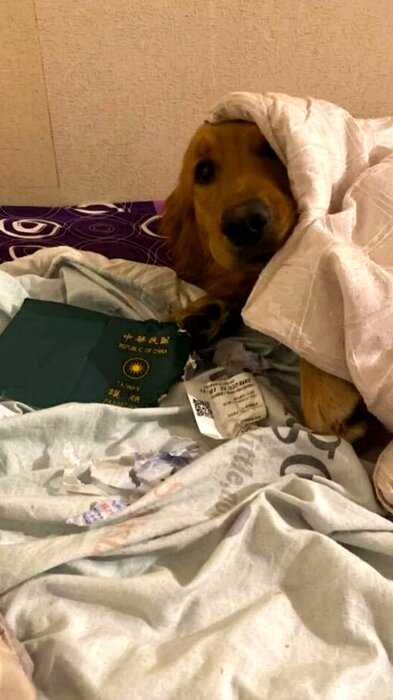 «Настоящий друг»: пес сожрал паспорт девушки и этим спас ее жизнь