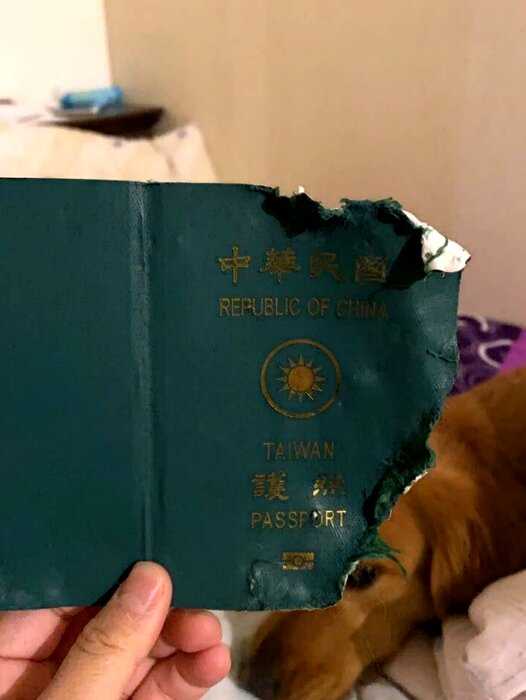 «Настоящий друг»: пес сожрал паспорт девушки и этим спас ее жизнь