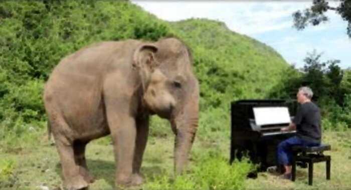 Пианист играет классическую музыку, чтобы успокоить спасённых слепых слонов