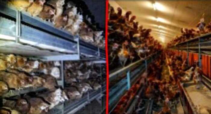 15+ жутких фотографий с британской птицефабрики, которые вас ужаснут