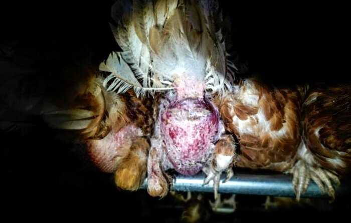 15+ жутких фотографий с британской птицефабрики, которые вас ужаснут