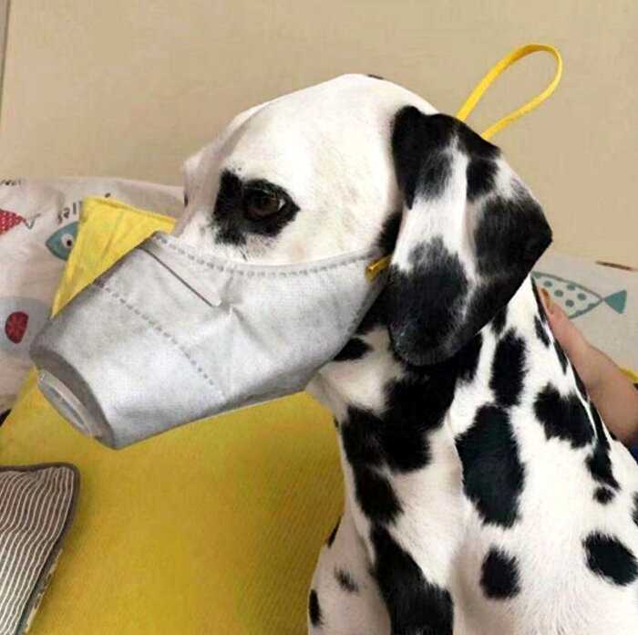 Китайцы надевают маски на домашних животных, чтобы защитить их от коронавируса