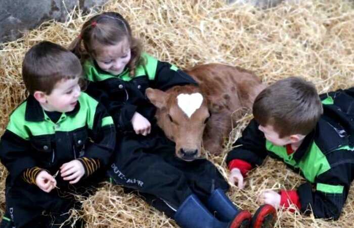Ирландцы гадают, как назвать волшебного теленка, родившегося в день Святого Валентина