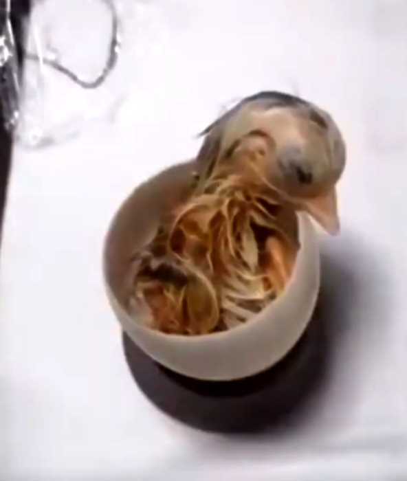 Ученые вырастили цыплёнка в открытом яйце и выложили процесс в сеть