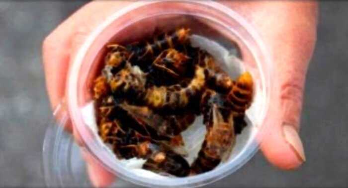 «Жареные осы»: — японский деликатес, который рискнут попробовать только самые смелые