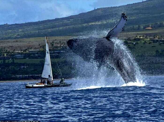 На Гавайях игантский кит выпрыгнул перед лодкой, чтобы предупредить людей