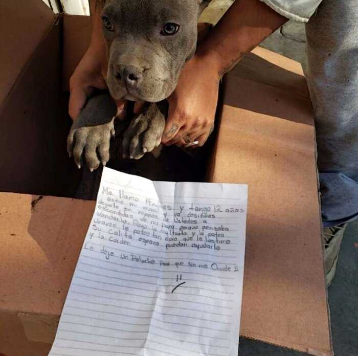 12-летний мальчик отдал любимого щенка в приют, чтобы защитить его от отца