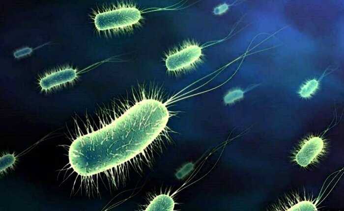 12 удивительных фактов о местах обитания коварных вирусов и бактерий