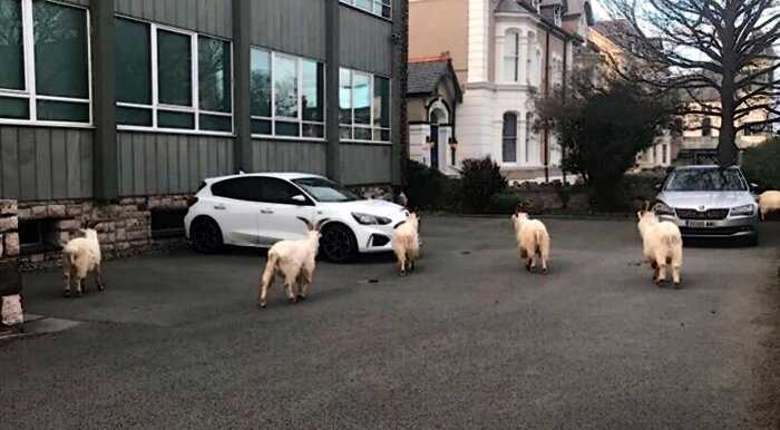 «Нет людей — нет проблем»: дикие козы захватили пустующие улицы городка в Уэльсе