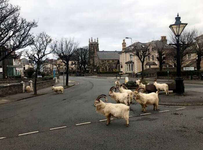 «Нет людей — нет проблем»: дикие козы захватили пустующие улицы городка в Уэльсе