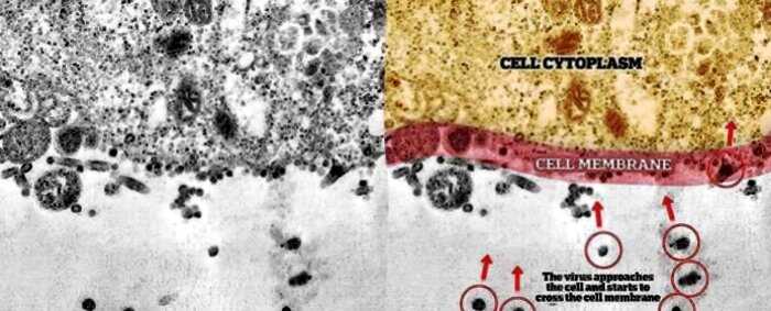 Учёные показали момент заражения коронавирусом под микроскопом