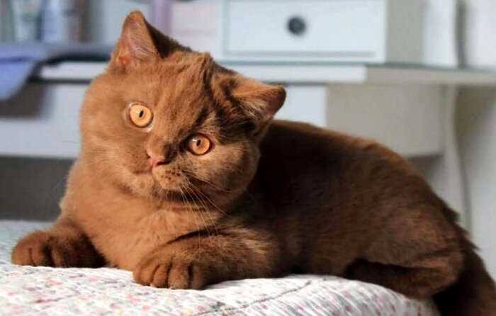 В Германии разводят удивительно красивых котов с шоколадной, невероятно мягкой шубкой