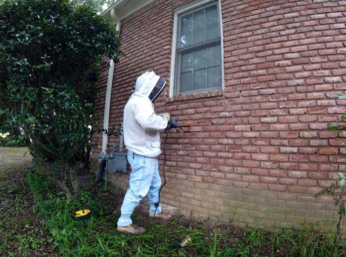 Мужчина нашел целый пчелиный город в стене жилого дома