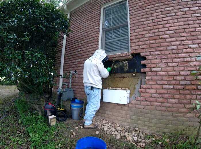 Мужчина нашел целый пчелиный город в стене жилого дома