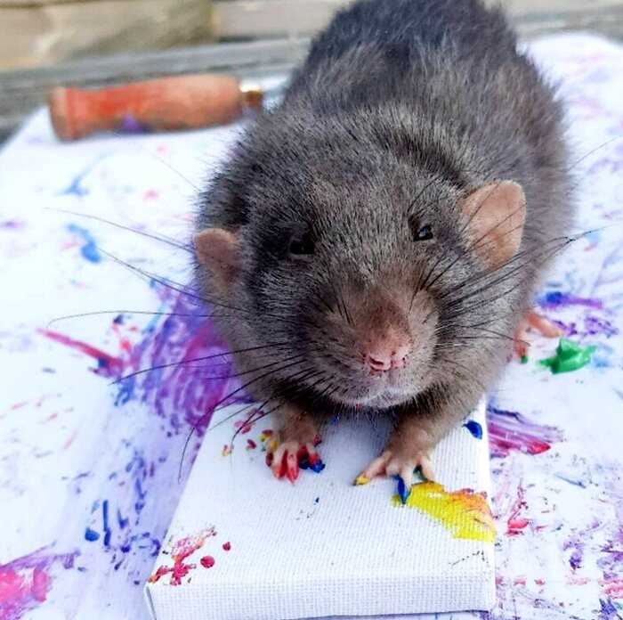 Миниатюрные картины, нарисованные крысами, пользуются невероятным спросом