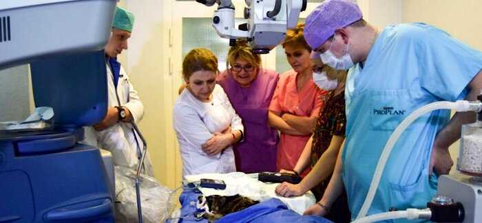 Иркутский врач-офтальмолог провел операцию по возвращению зрения енотихе