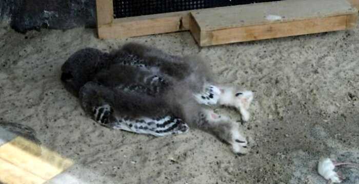 Подборка смешных фото о том, как спят совы