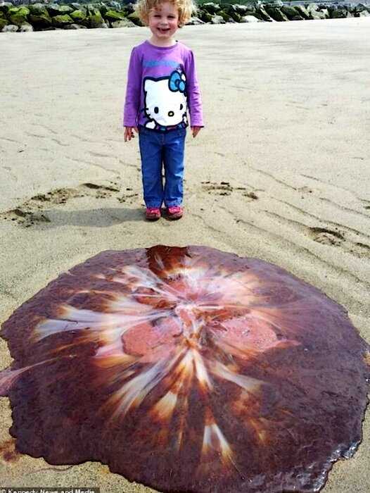 Девочка нашла ядовитую медузу вдвое больше нее