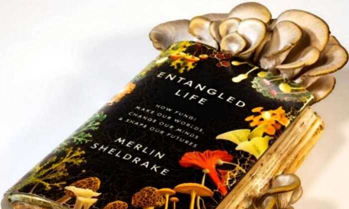 Биолог съел грибы, которые вырастил на своей же книге о грибах