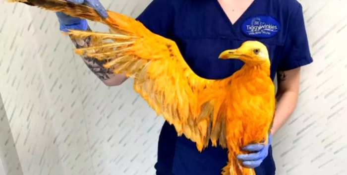 Фотографии живой птицы Феникс «взорвали» Интернет, но правда о ней раскрылась неожиданно