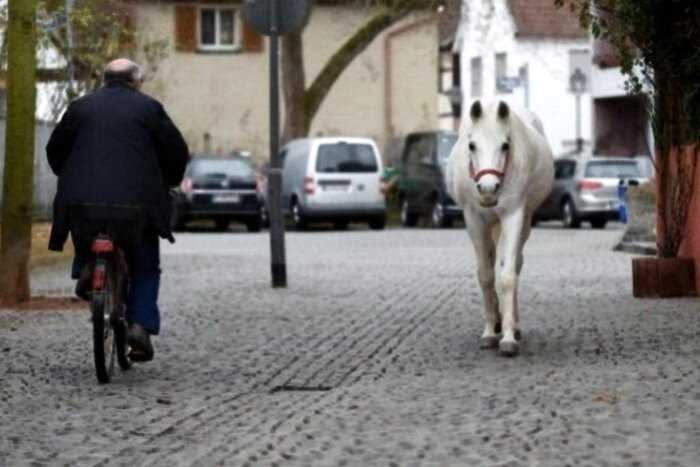 Во франкфурте лошадь уже 14 лет каждое утро выходит на прогулку одна