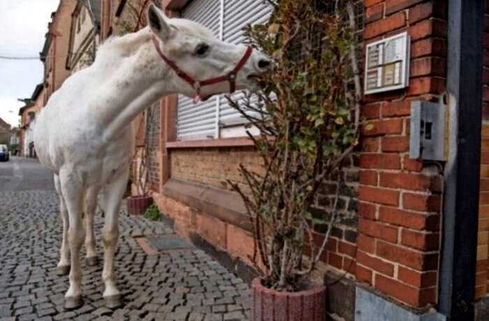 Во франкфурте лошадь уже 14 лет каждое утро выходит на прогулку одна