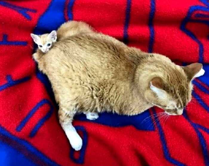 Усатый «медбрат»: больной рыжий кот стал сотрудником ветеринарной клиники