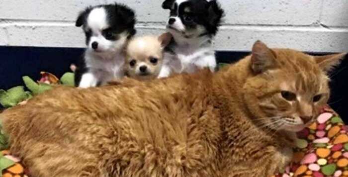 Усатый «медбрат»: больной рыжий кот стал сотрудником ветеринарной клиники