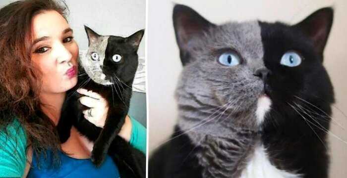 Двуликий кот Нарния стал отцом, и природа удивила снова: фото оригинальных котят  Красавцы!