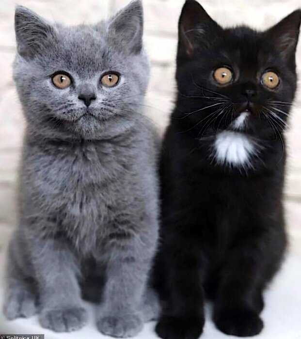 Двуликий кот Нарния стал отцом, и природа удивила снова: фото оригинальных котят  Красавцы!
