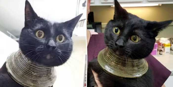 Кошка разбила вазу и сделала себе ожерелье: весь мир смеется над украшением, а пользователи прозвали питомицу “Клеокотрой”