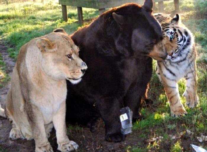 Медведь, лев и тигр — лучшие друзья, которые неразлучны вот уже 15 лет!