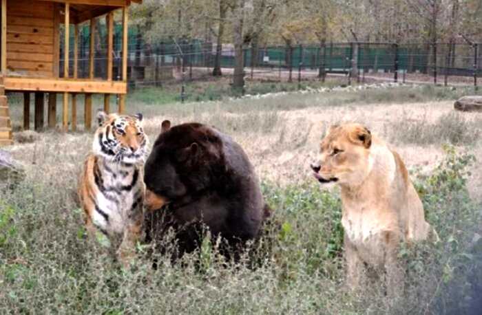 Медведь, лев и тигр — лучшие друзья, которые неразлучны вот уже 15 лет!