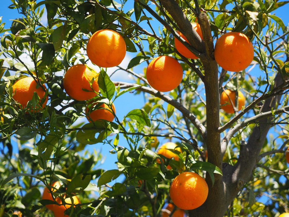 Зачем фрукты меняют свой вкус и цвет во время созревания?