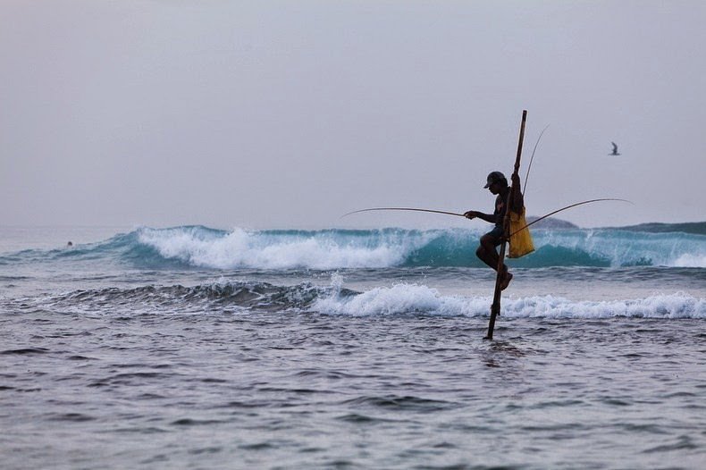 Позерство или традиция: странный способ рыбалки на сваях в Шри-Ланке