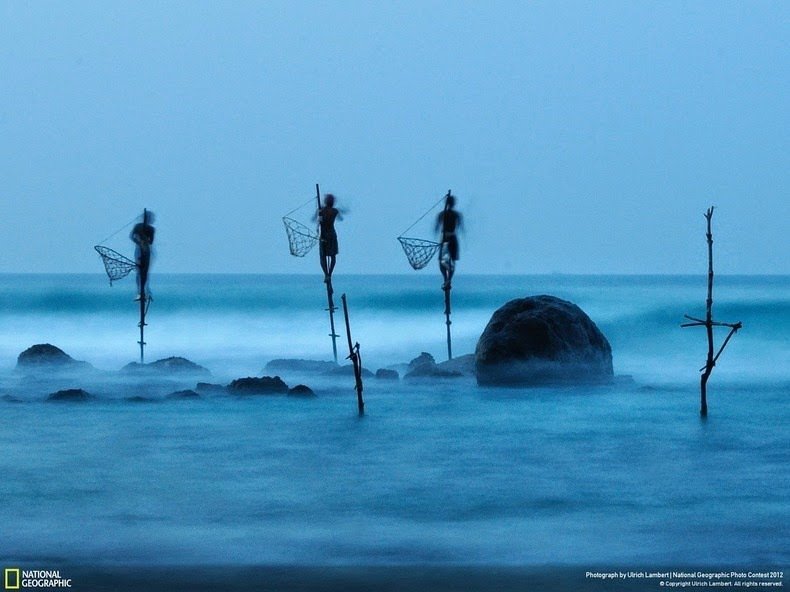 Позерство или традиция: странный способ рыбалки на сваях в Шри-Ланке