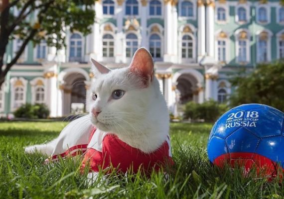 Белоснежный красавец Ахилл — самый знаменитый петербургский кот, предсказатель футбольных матчей и хранитель Эрмитажа по-прежнему в центре главных событий северной столицы