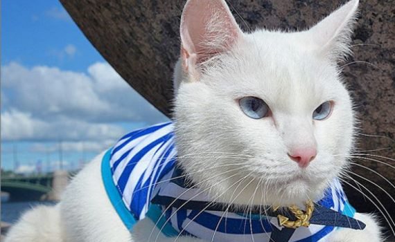Белоснежный красавец Ахилл — самый знаменитый петербургский кот, предсказатель футбольных матчей и хранитель Эрмитажа по-прежнему в центре главных событий северной столицы