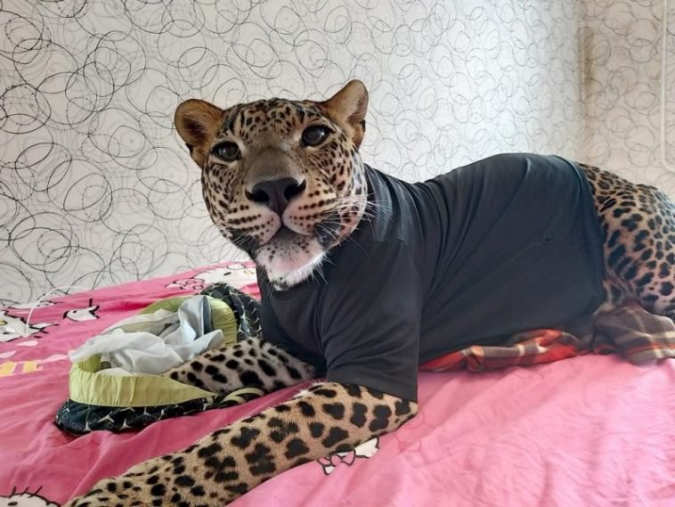 С леопардом, которого он забрал из зоопарка, парень живёт в одной квартире
