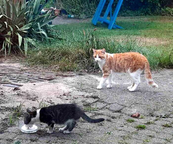 «Ты и я. Мы с тобой одной крови»: кот приютил бездомного котенка